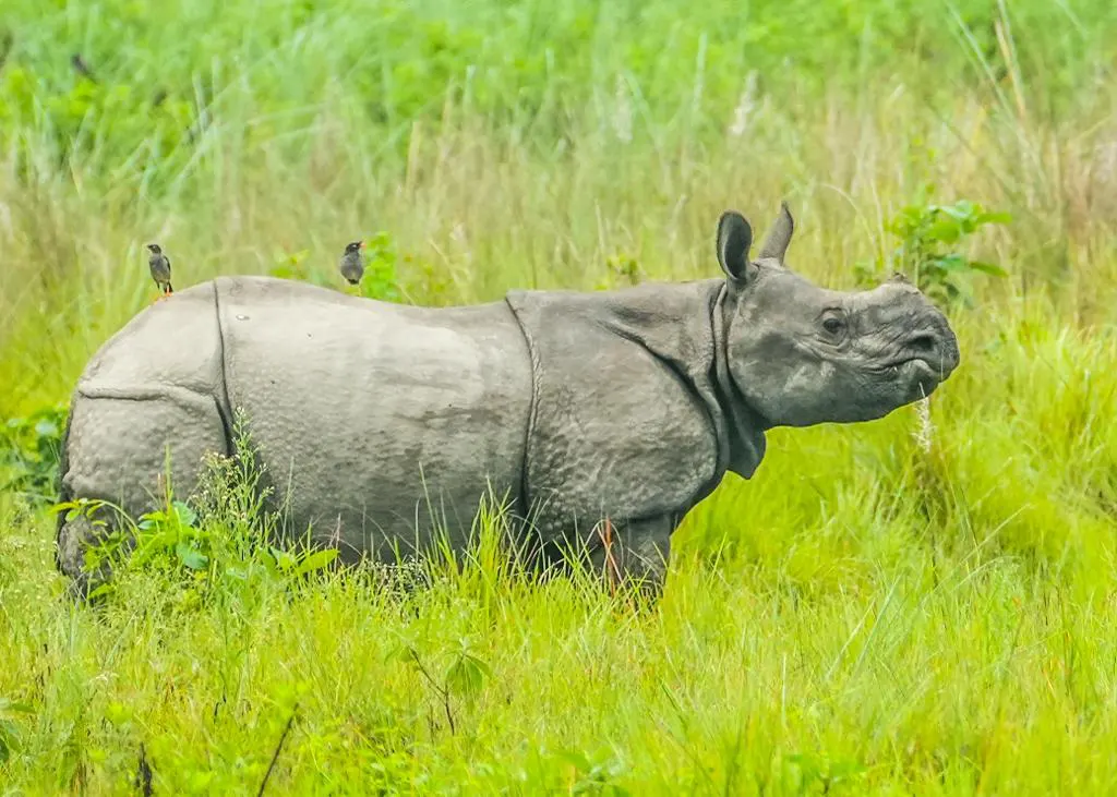 One horn Rhino in Chitwan National Park