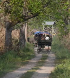 Chitwan Jungle Safari