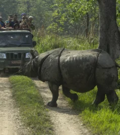 A one-horned rhinoceros crosses a dirt path in Chitwan National Park, Nepal, as tourists in a jeep capture the moment with their cameras.