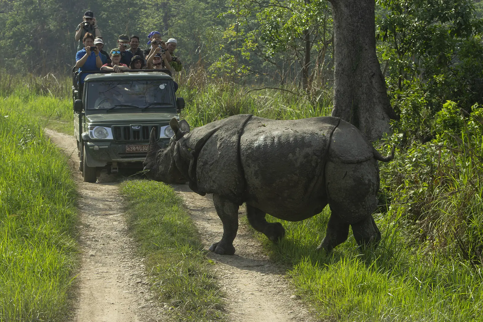 A one-horned rhinoceros crosses a dirt path in Chitwan National Park, Nepal, as tourists in a jeep capture the moment with their cameras.