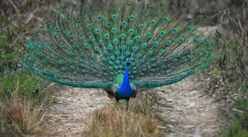 Chitwan Jungle Safari