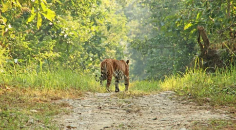 A Royal Bengal Tiger walking along a dirt path in Chitwan National Park, Nepal, surrounded by lush green forest.