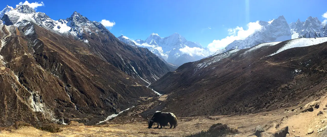 Đàn bò yak đang gặm cỏ trong một thung lũng rộng lớn thuộc dãy Himalaya giữa Dole và Machherma, với những đỉnh núi phủ tuyết trắng và dòng sông uốn khúc bên dưới.