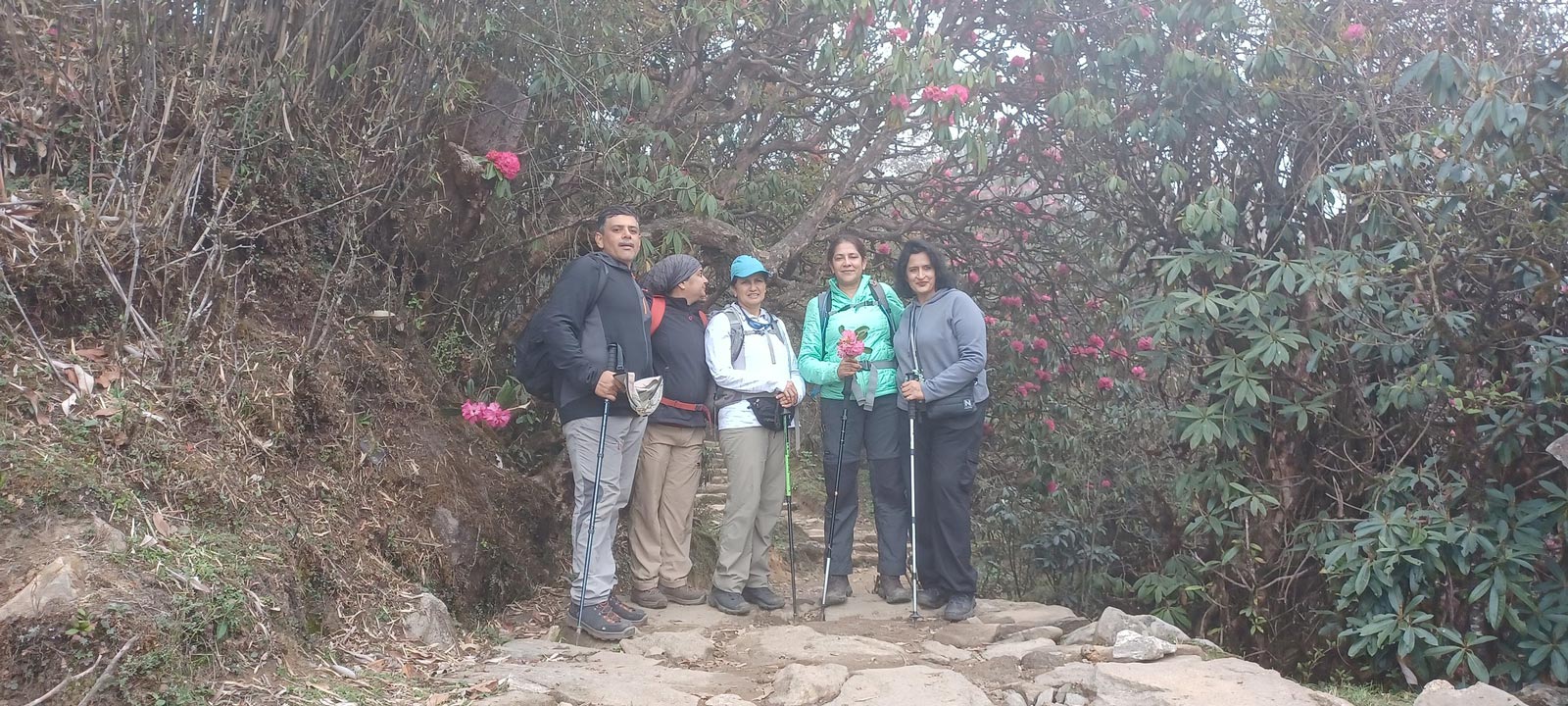 Mardi Himal Trail - Rhododendron Forest