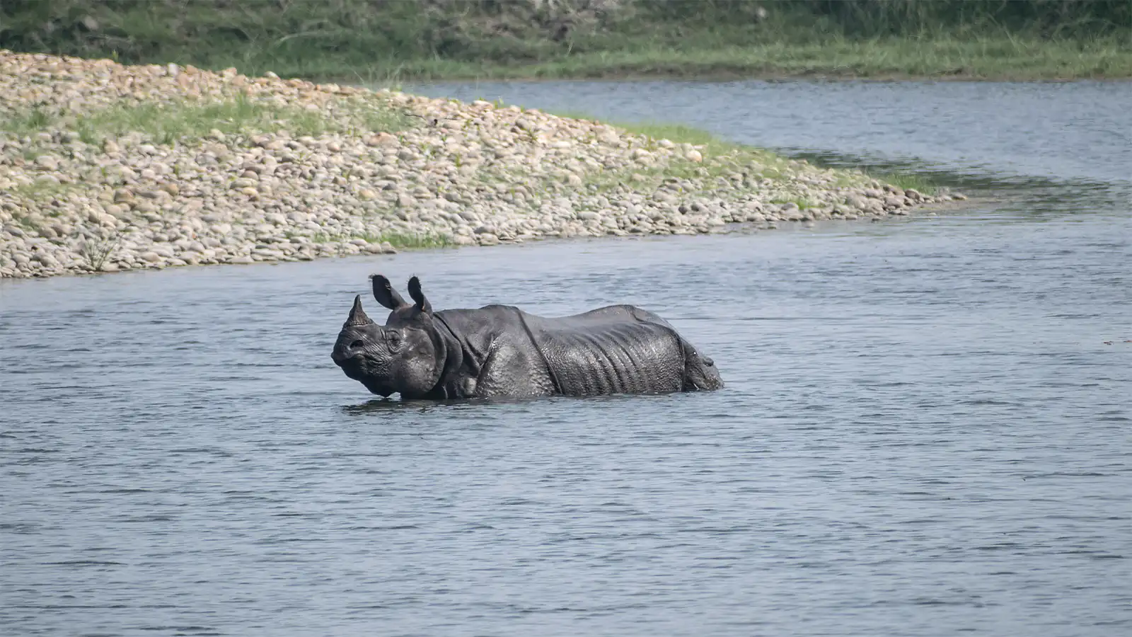 A one horn rhino gets out of water in Bardia National Park on a hot day