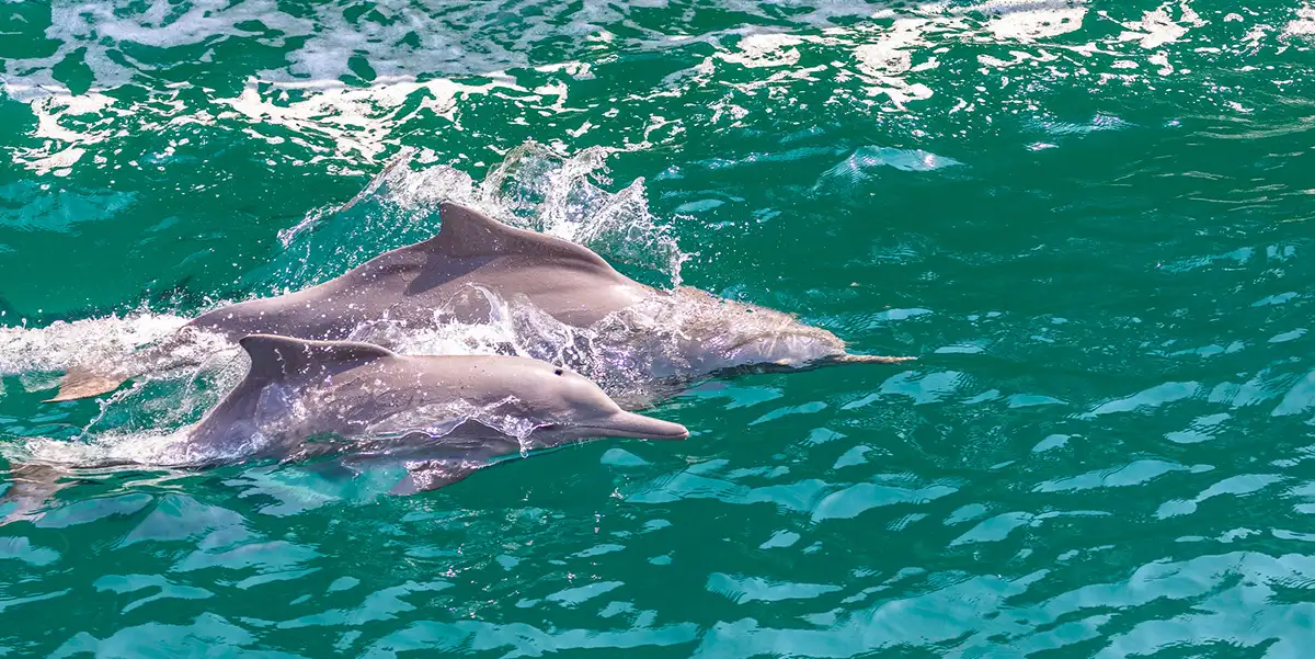 Dolphins in the fjords of Musandam