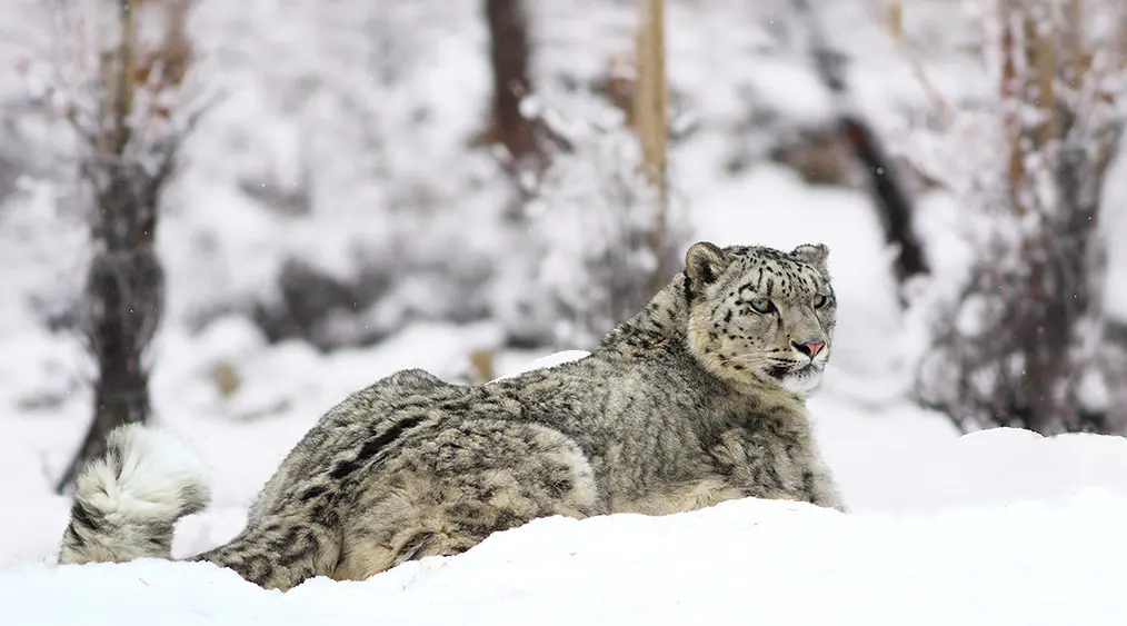 Snow Leopard
