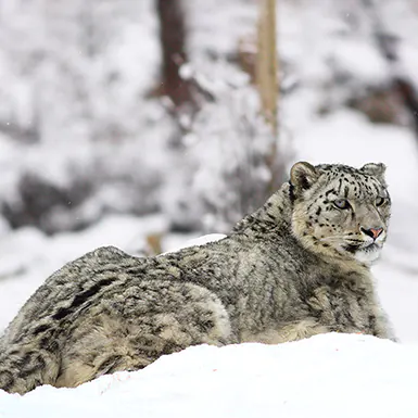 Tibet Wildlife Guide: Unveiling a Realm of Extraordinary Biodiversity
