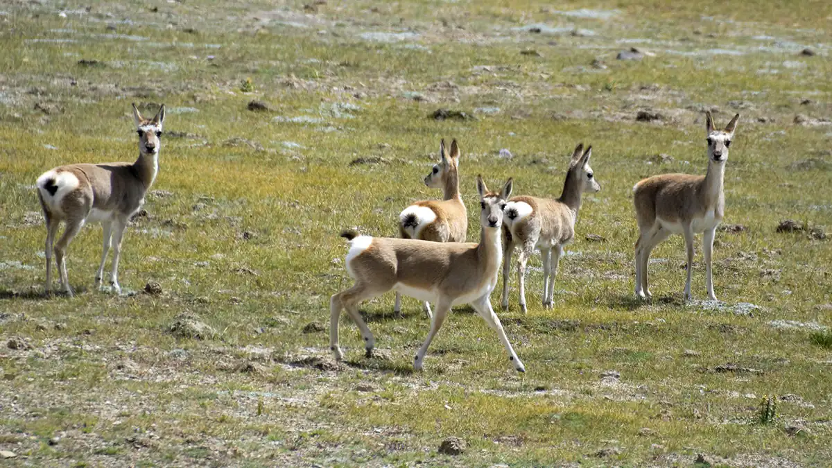 Tibetan gazelles