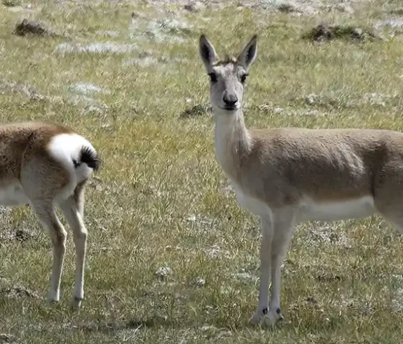 Wildlife in Tibet