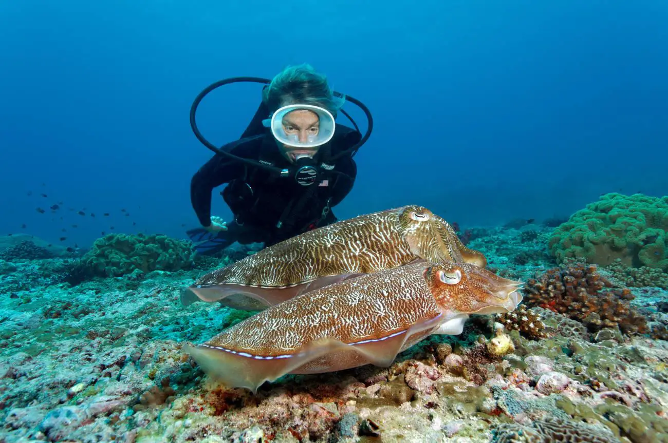 Daymaniyat Islands nature reserve