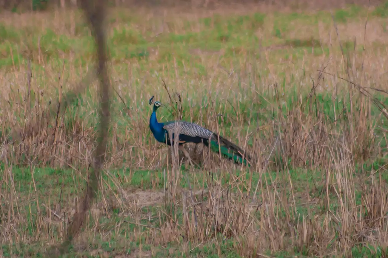Peacock at buffer Zone