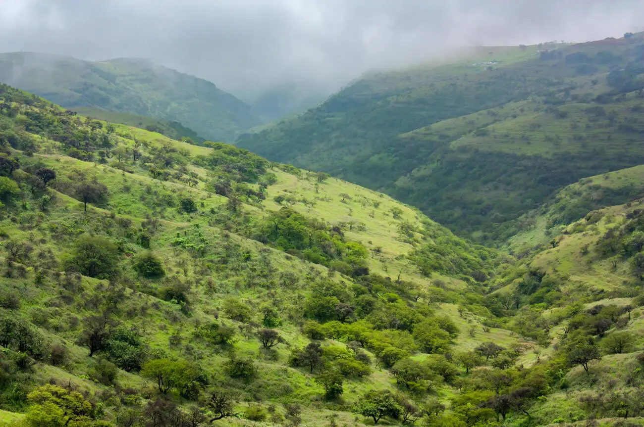 Lush green fields in the rolling hills of Salalah, Oman, under a misty sky.