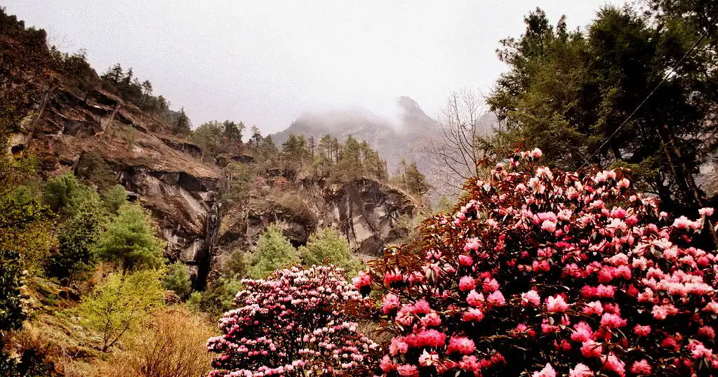 Vibrant pink rhododendron blooms in the foreground with misty, forest-covered cliffs in the background in Sagarmatha National Park.