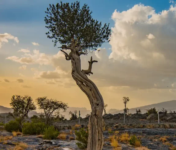A lone tree stands dramatically against a sunset sky in Jebel Shams, Oman, with distant mountains and rugged terrain under a cloud-filled sky.