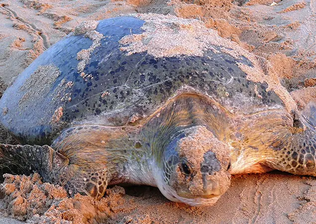 Ras Al Jinz Reserve: A Crucial Sanctuary for Green Sea Turtle Conservation