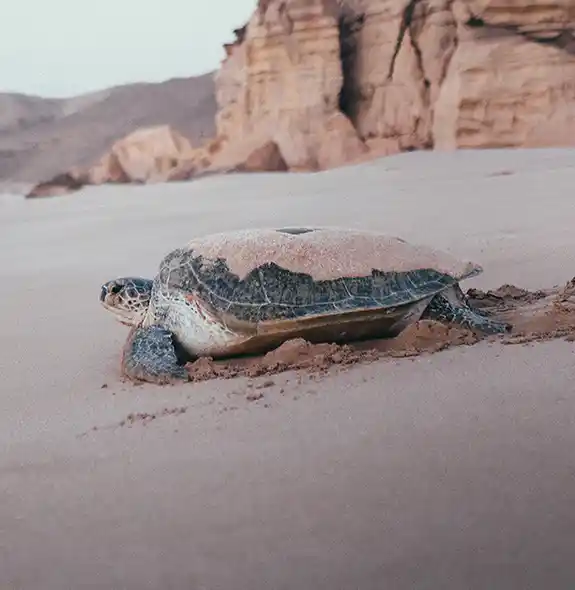 Turtles Reserve in Ras Al Jinz