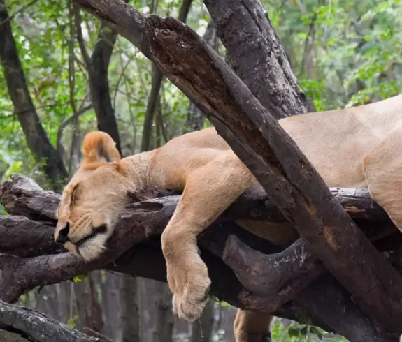 Tiger Sleeping Safari World