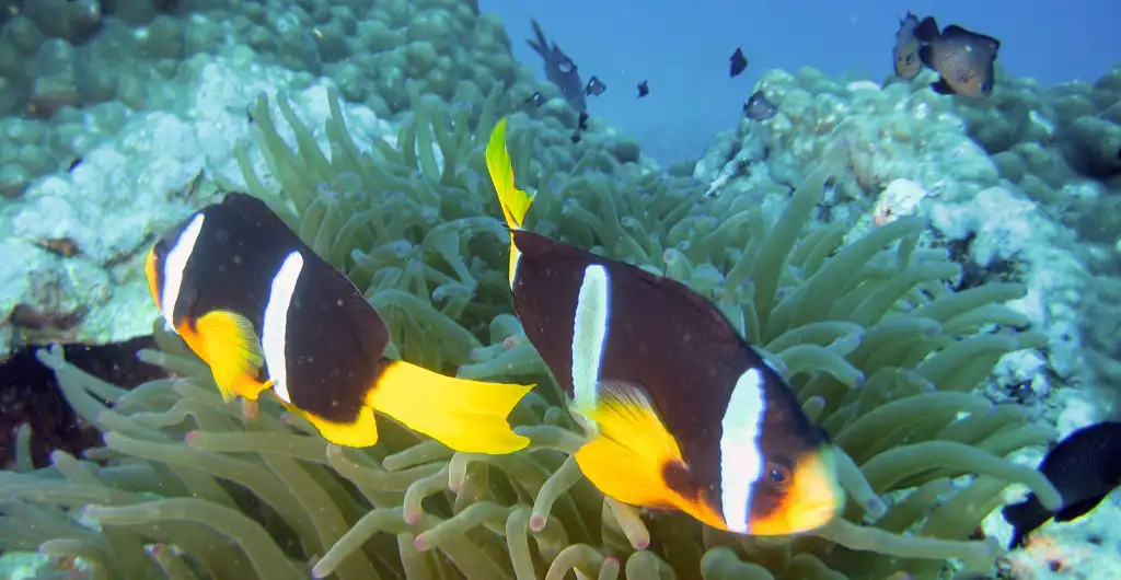 Clark's anemonefish (Amphiprion clarkii)