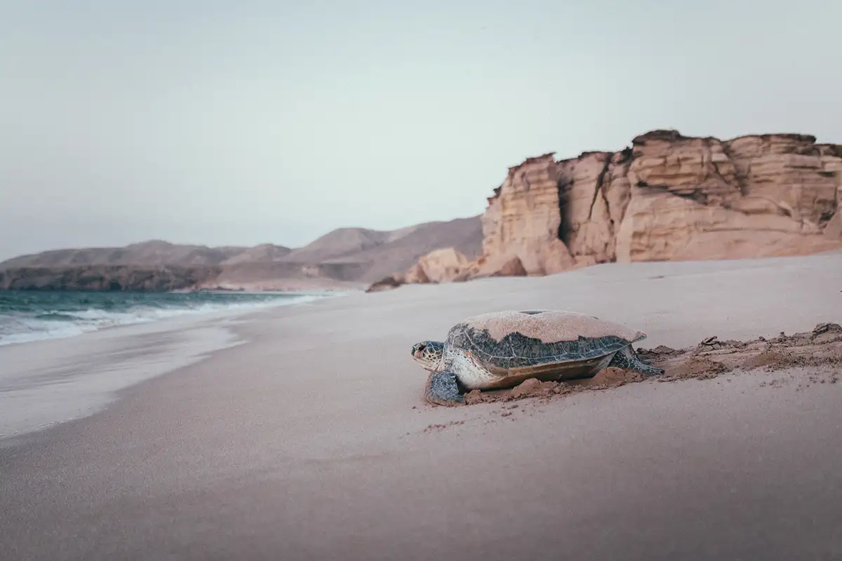 Green Turtle Beach