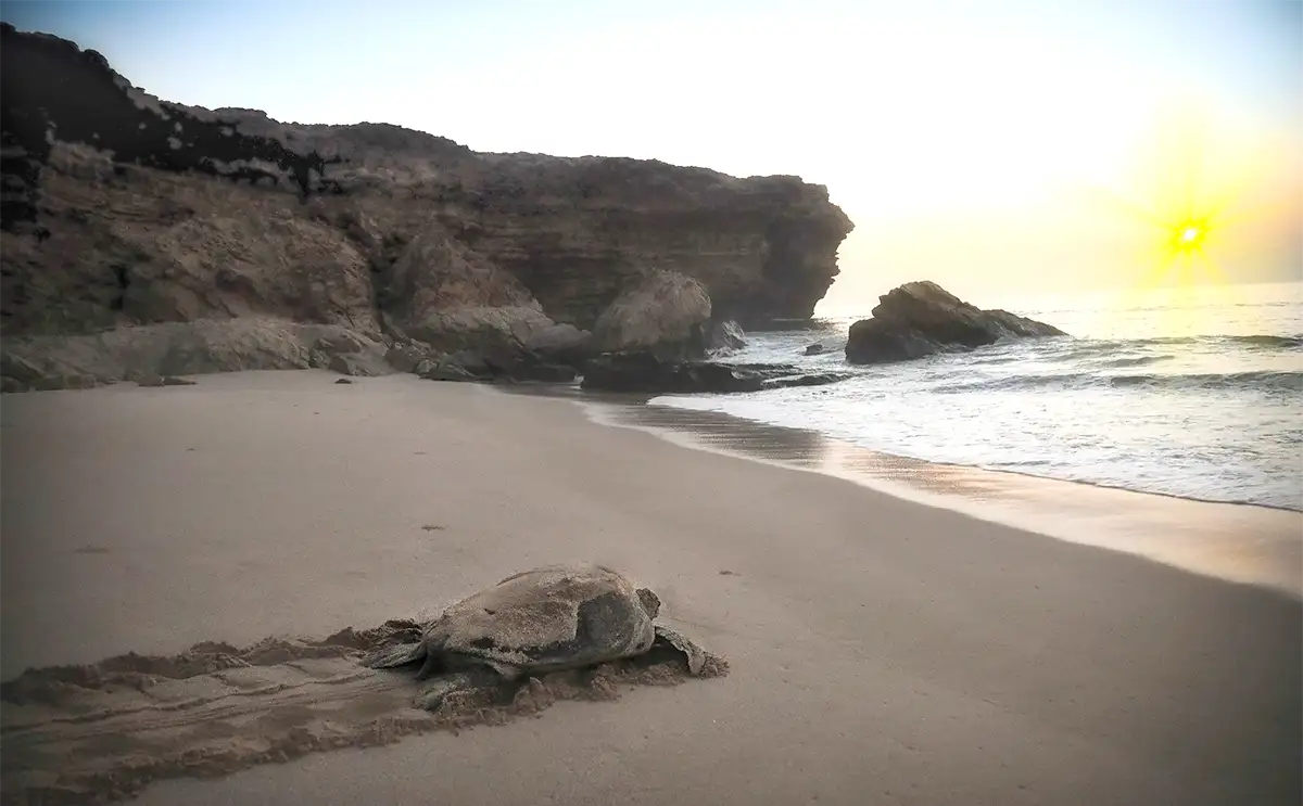 Ras Al Jinz reserve