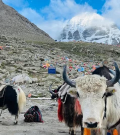 Mansarovar Yatra for Indian pilgrims
