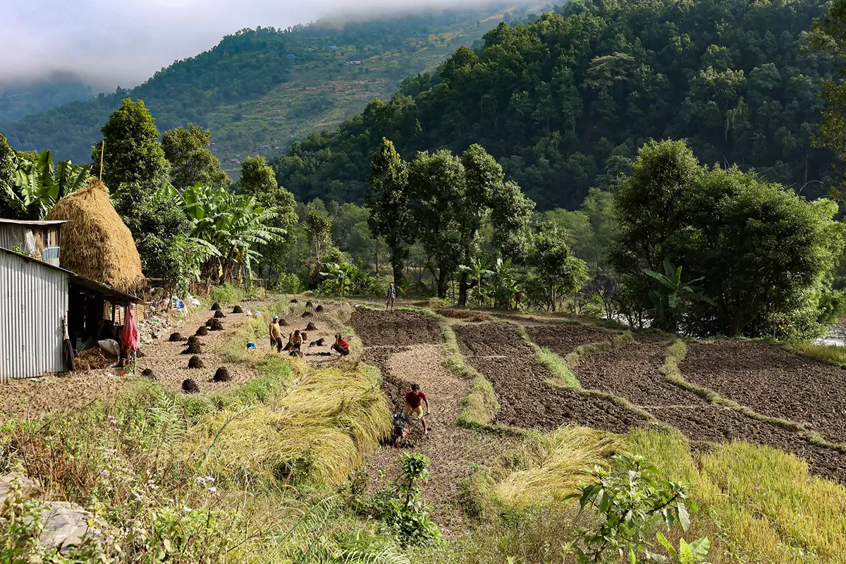 Local farmers work in terraced fields near a rural village and green hills during a Luxury Manaslu Trek in the Nepal Himalayas.