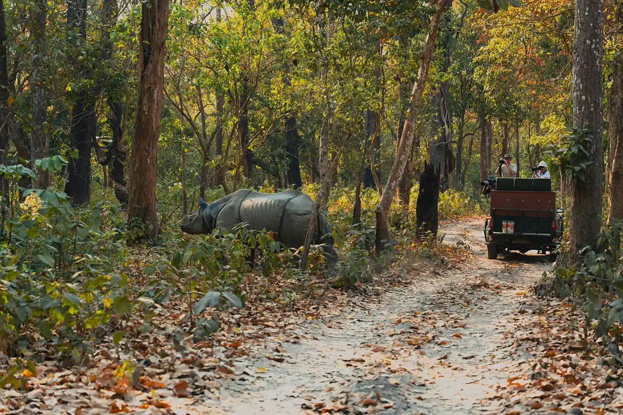 A large rhinoceros walks through the lush jungle while travelers in a safari vehicle take photos. This wildlife experience is part of a Nepal Luxury Tour Itinerary.