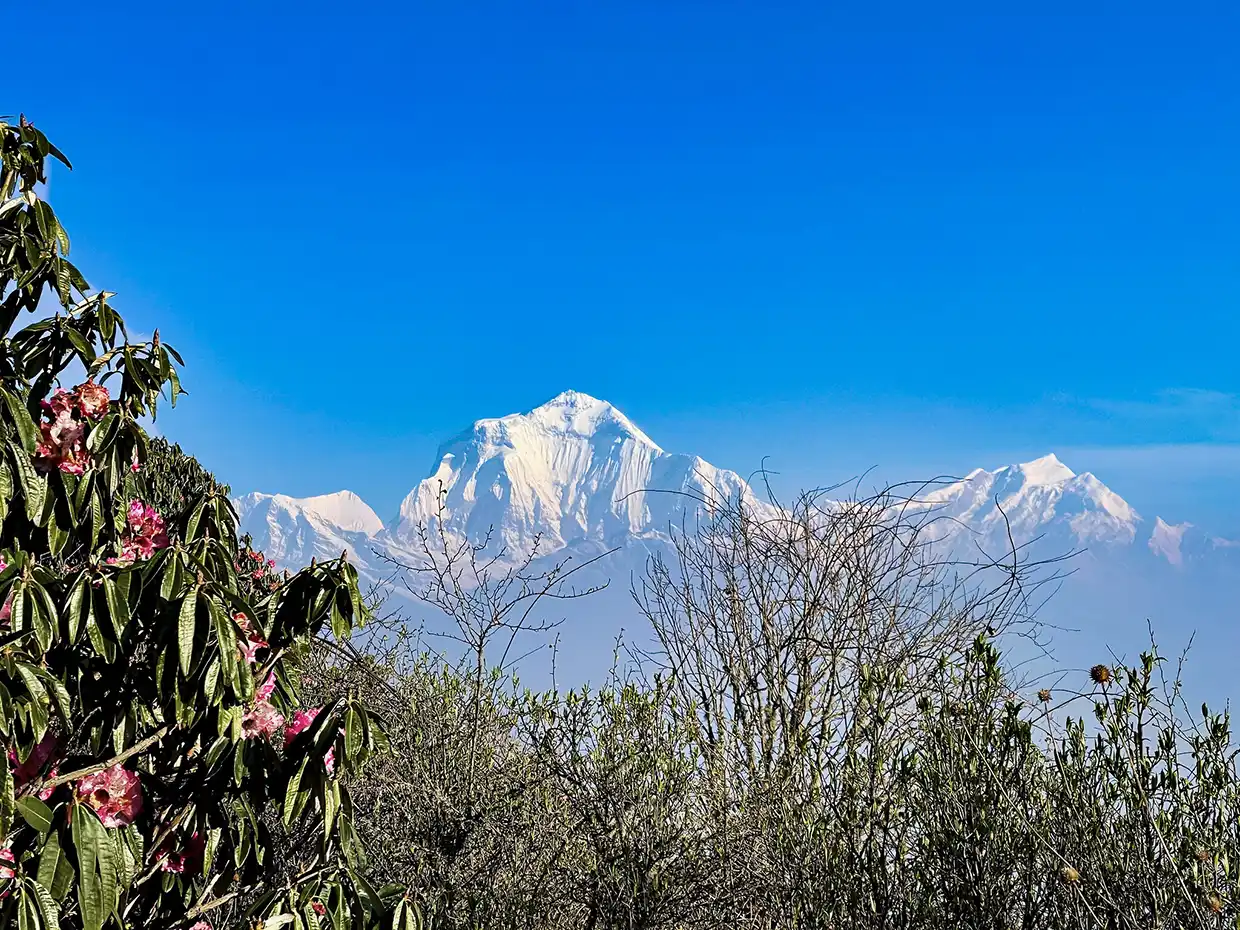 在春季豪华普恩山徒步旅行中，前景中盛开着鲜艳的粉红色杜鹃花，背景是白雪皑皑的喜马拉雅山峰。