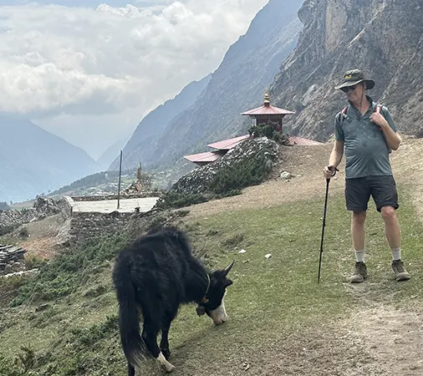 Trong chuyến leo núi Manaslu sang trọng, một du khách dùng gậy leo núi quan sát một con bò yak đang gặm cỏ trên sườn đồi gần một công trình đá truyền thống.