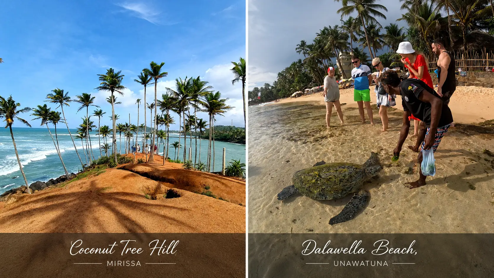 A split image showing two different beach scenes in Sri Lanka. The left panel, labeled "Coconut Tree Hill MIRISSA," displays a red dirt hill dotted with tall, slender palm trees looking out over a blue ocean. The right panel, labeled "Dalawella Beach, UNAWATUNA," shows a group of tourists and a local guide standing in the shallows of a tropical beach, observing and feeding a large sea turtle.