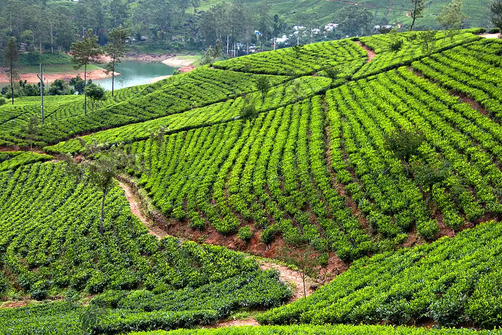 Rolling green hills of terraced tea bushes and winding dirt paths in the Bogawantalawa tea garden, Sri Lanka.
