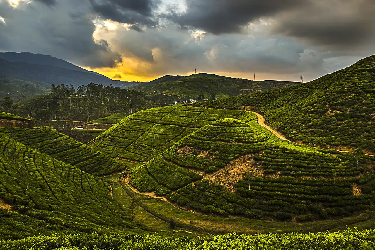 Rolling green hills covered in terraced tea plantations under a dramatic cloudy sky in Bogawantalawa, Sri Lanka.