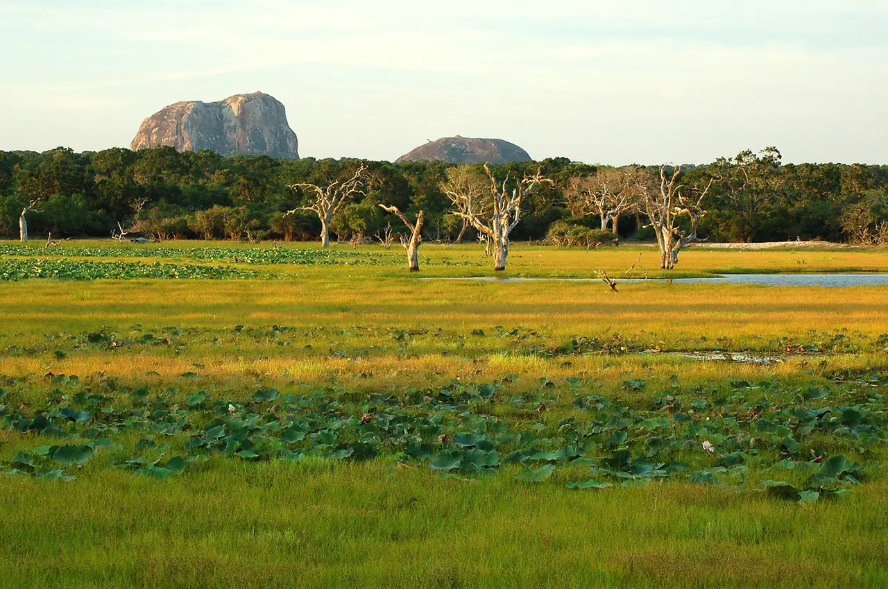 A green wetland and grassy plains with scattered dead trees and prominent rock formations in the background at Yala National Park.