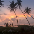 Silhouettes of surfers relaxing on a bench under palm trees at sunset on a Sri Lankan beach, as seen in South Coast Surfing - The last wave - Things to do in Sri Lanka