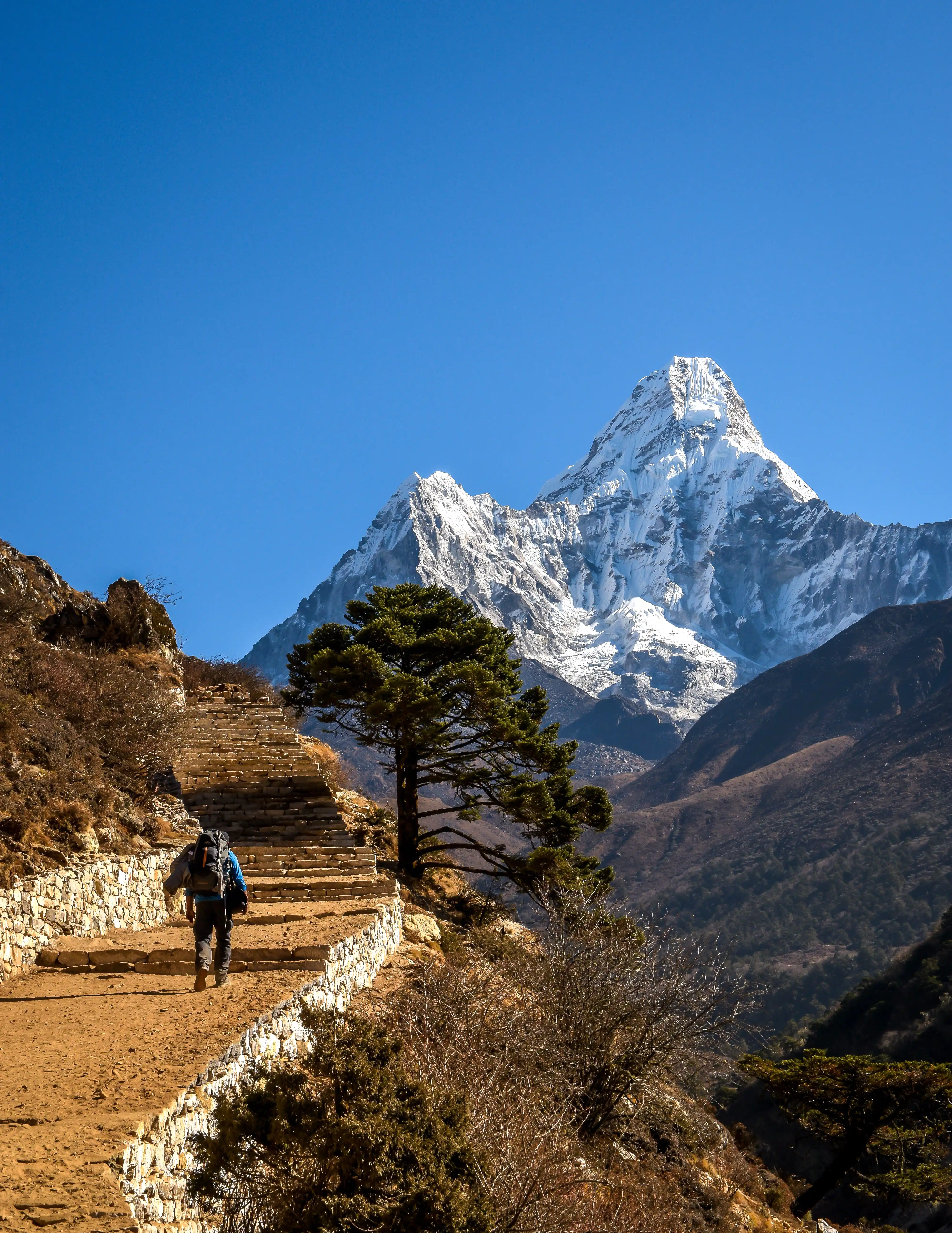 A lone trekker wearing a backpack ascends a wide stone staircase path in the Himalayas, heading toward a standalone pine tree with the towering, snow-covered peak of Ama Dablam set against a clear blue sky in the background.