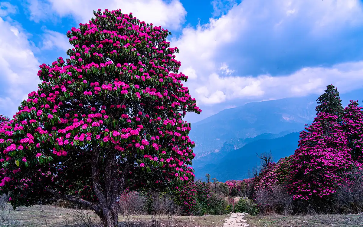 Best Time to Visit Nepal features vibrant pink rhododendron flowers in full bloom along the trails of Poon Hill with mountain views in the background.
