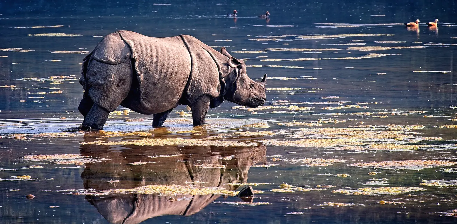 A side profile of a large, single-horned Indian rhinoceros standing in a shallow body of water filled with floating aquatic plants, casting a clear reflection on the dark water's surface while small waterfowl swim in the background.