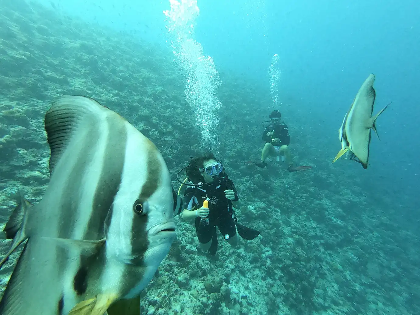 A close-up view of a striped spadefish swimming past the lens, with two scuba divers surrounded by air bubbles and coral reef in the clear blue water of the Maldives.