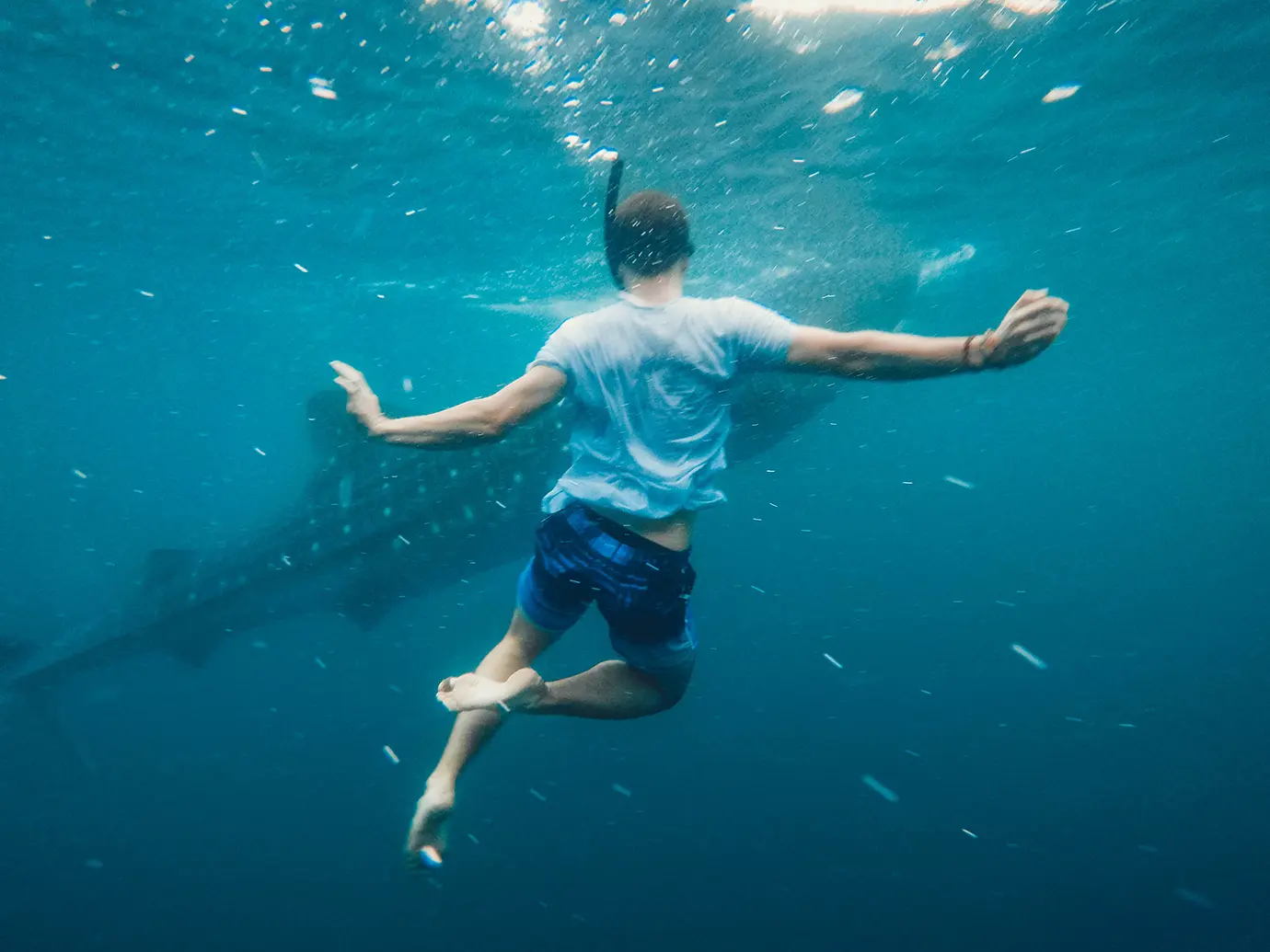 A male swimmer snorkeling alongside a large whale shark underwater featured in an Oman and Maldives Travel Guide.
