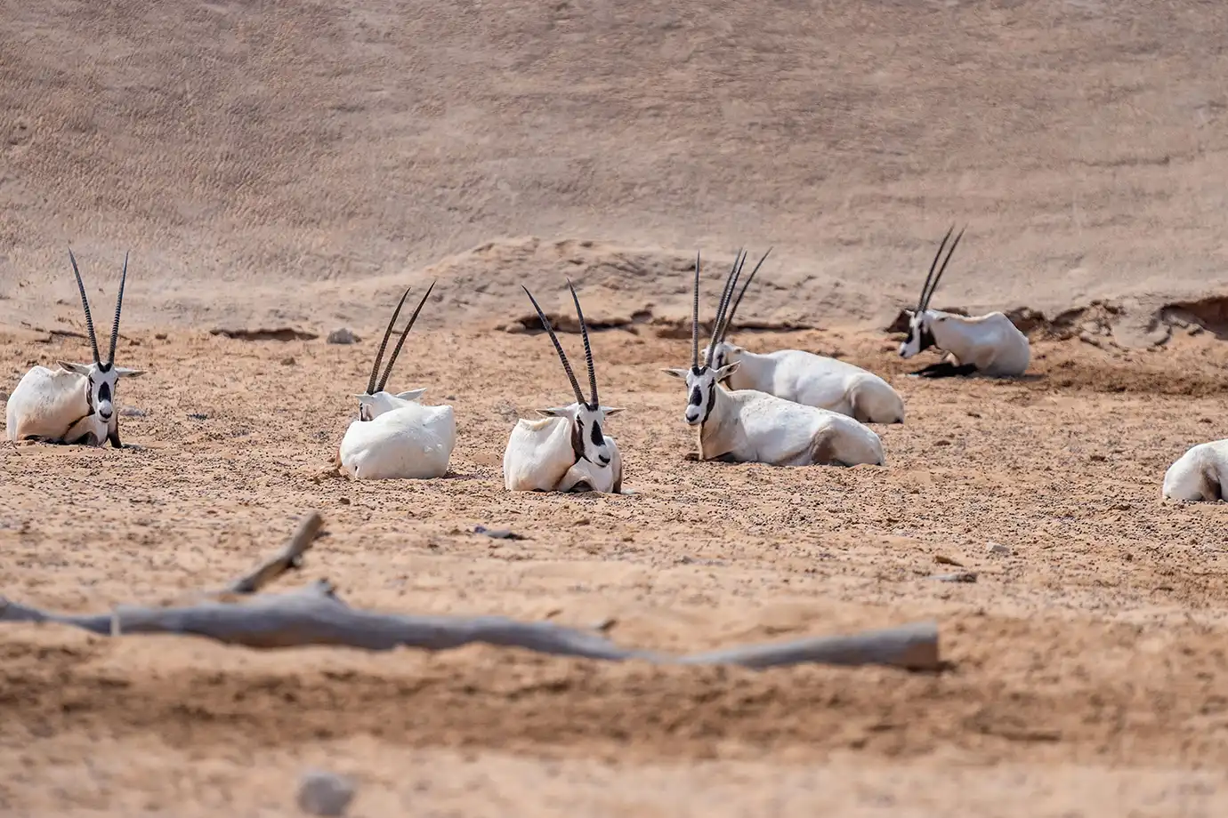 A group of white Arabian oryx with long straight horns resting on golden desert sands during a Dubai Desert Safari.