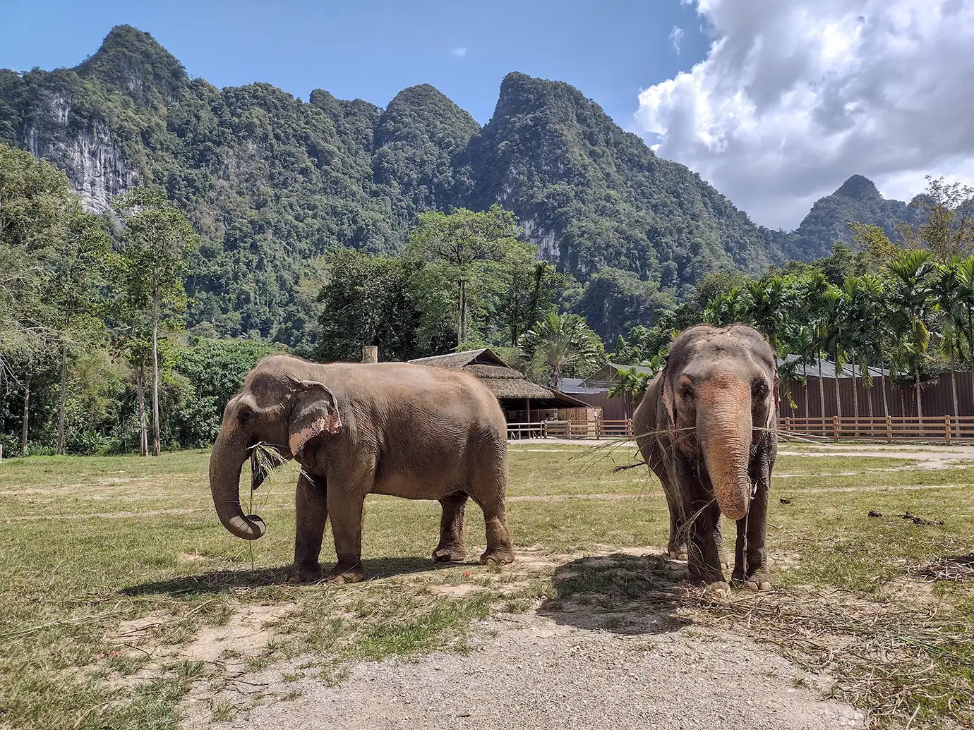 A wide eye-level photograph showing two Asian elephants standing in an open grassy sanctuary clearing, backed by dramatic tropical limestone karst mountains in Thailand.