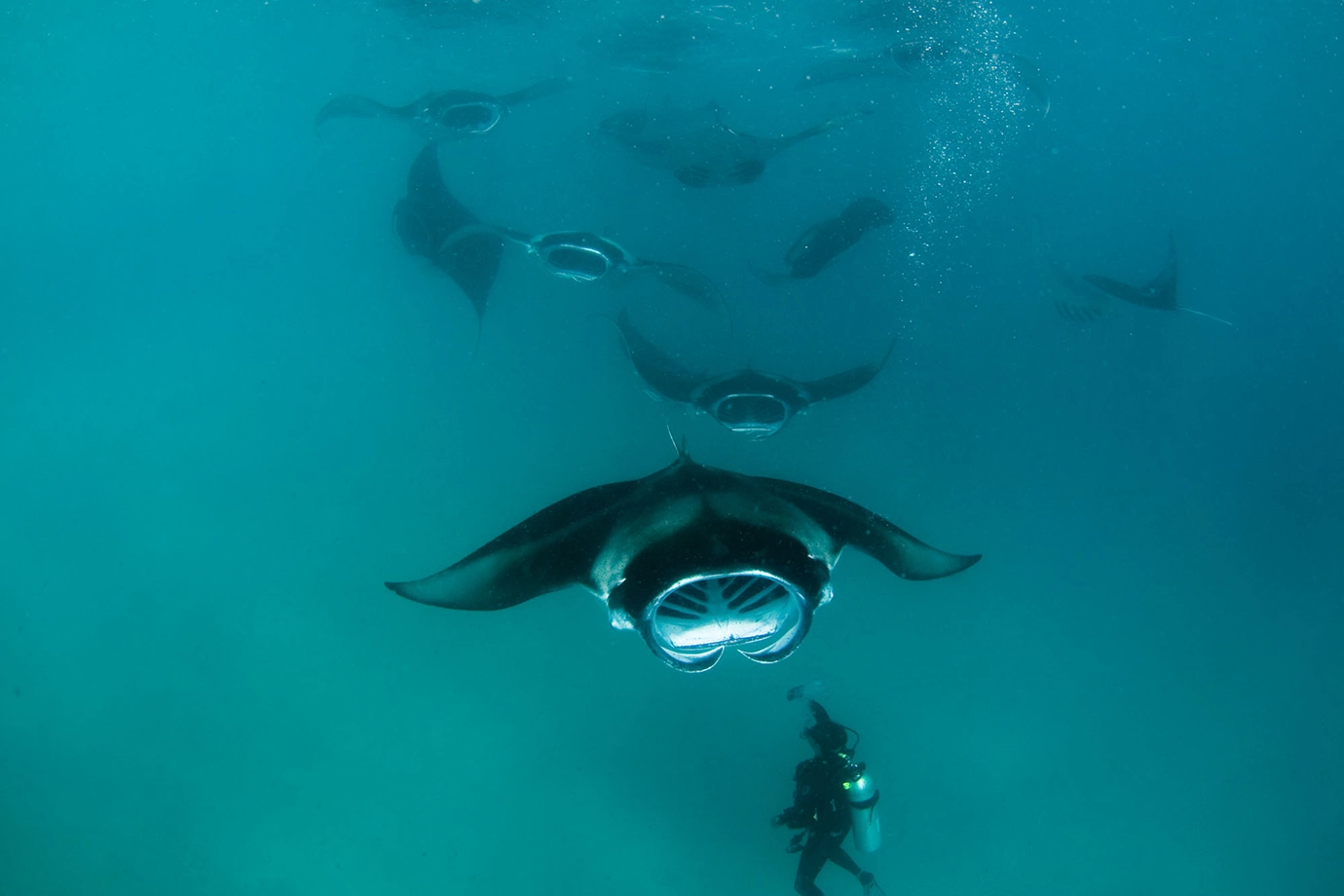 A scuba diver observing a fever of manta rays gliding through deep blue waters featured in a guide on How to Plan a Maldives Luxury Honeymoon on an Affordable Budget.