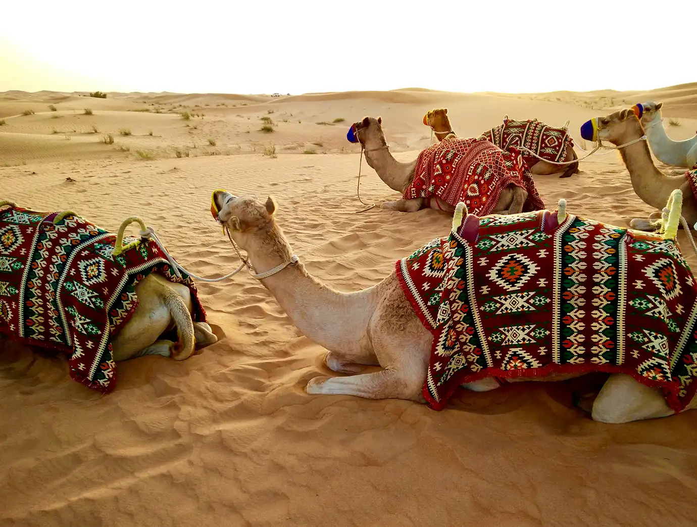 A caravan of camels adorned in traditional patterned saddles resting on golden desert dunes during sunset, featured in Best Time to Visit Dubai.