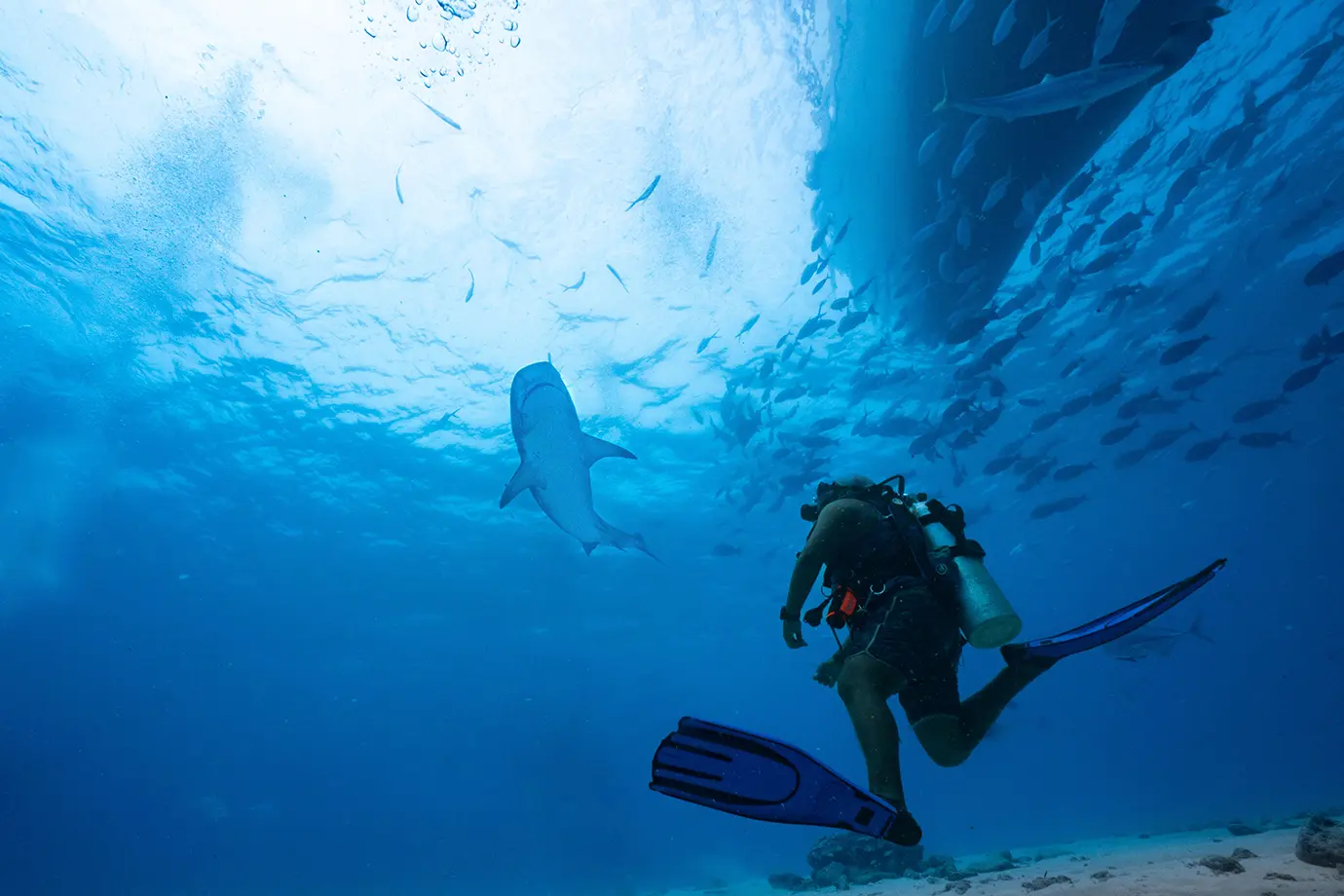 A scuba diver swimming among sharks and schools of fish in clear ocean waters featured in a Maldives Travel Guide for First-Timers.