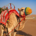 Dubai Desert Safari