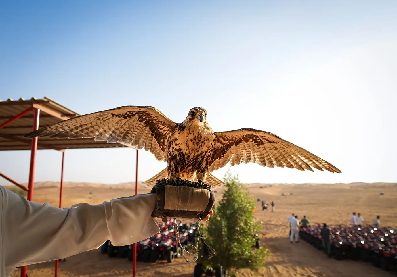 A majestic falcon extending its wings wide while perched on a leather falconry glove during a Dubai Desert Safari.