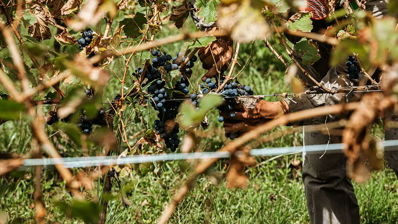 Hands carefully harvesting ripe dark wine grapes from vines in Kakheti, highlighting autumn wine festivals during the Best Time to Visit Georgia.