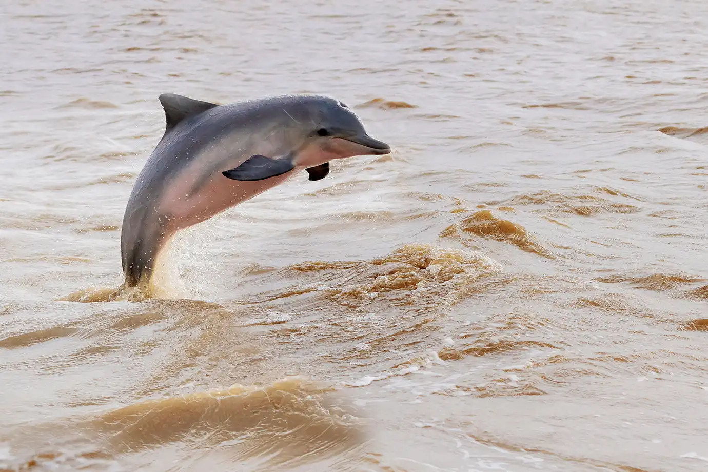 A dolphin leaping dramatically out of the murky brown river water featured in a travel guide on Cambodia Itinerary.