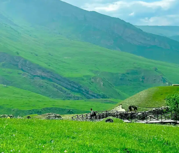 A cow grazing on rolling green meadows near a wooden footbridge in Laza Village, Qusar, featured in a travel guide on When Is the Best Time to Visit Azerbaijan.